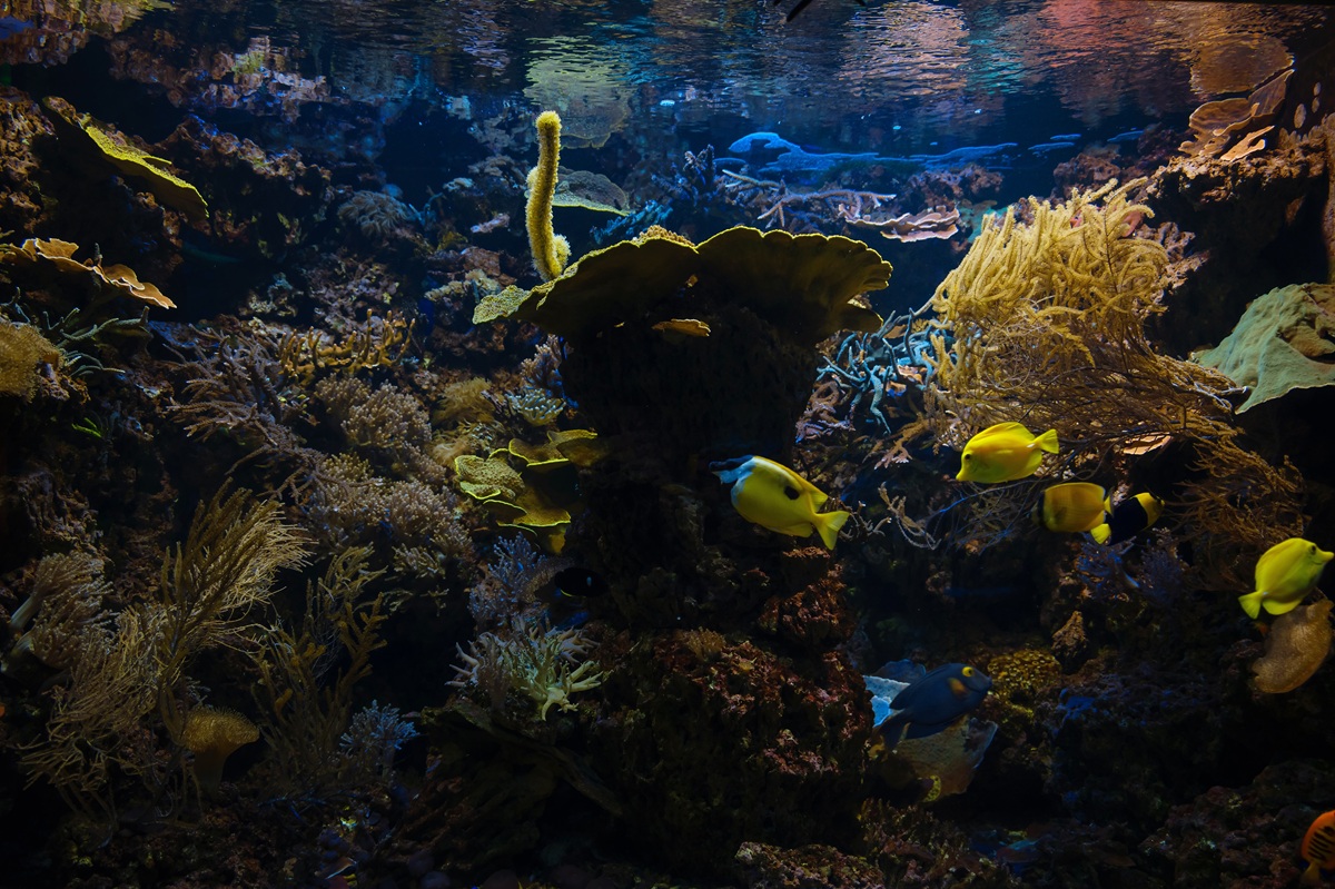 oświetlenie w akwarium